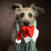 Holiday Decorating Safety with Pets